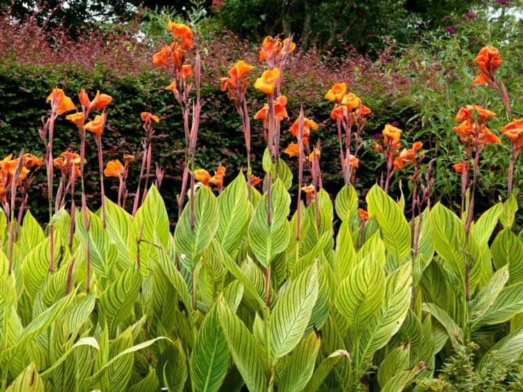 You are currently viewing Qu'est-ce que la rouille du Canna : Apprenez à traiter la rouille sur les feuilles de Canna