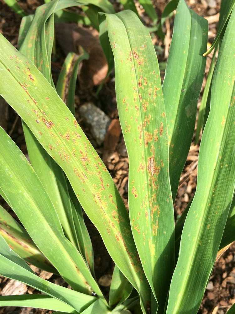 You are currently viewing Rouille sur les plantes d'hémérocalle : apprenez à traiter la rouille de l'hémérocalle