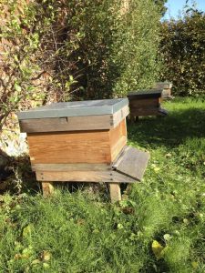 Lire la suite à propos de l’article Garder des ruches d’arrière-cour – Apiculture d’arrière-cour pour les débutants