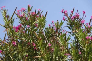 Lire la suite à propos de l’article Le froid affecte-t-il le laurier-rose : existe-t-il des buissons de lauriers-roses résistants à l'hiver