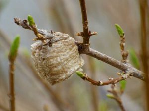 Lire la suite à propos de l’article Informations sur le sac d'œufs de mante religieuse : En savoir plus sur la mante religieuse dans le jardin