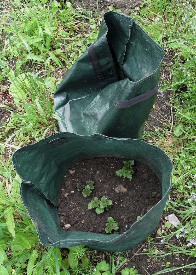 You are currently viewing Les sacs de culture sont-ils bons : types de sacs de culture pour le jardinage