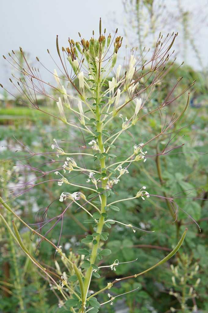 You are currently viewing Qu'est-ce que le Chinsaga – Utilisations des légumes Chinsaga et conseils de culture