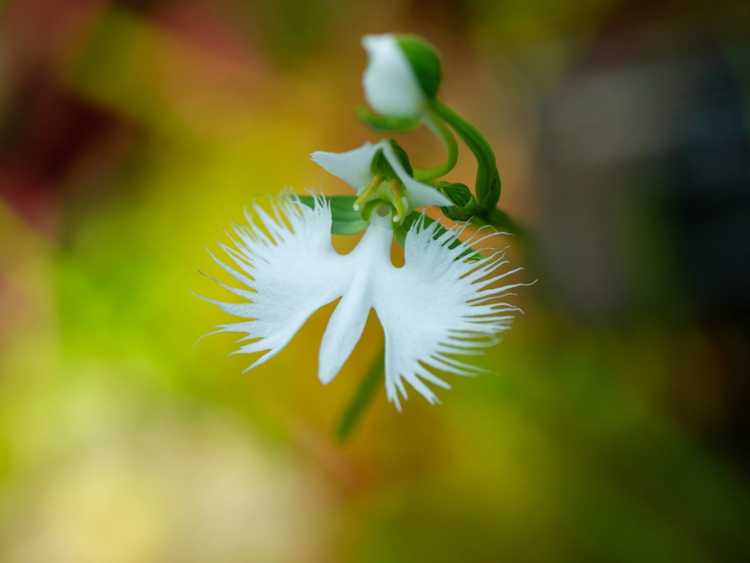 You are currently viewing Informations sur la fleur d'aigrette – Comment faire pousser une fleur d'aigrette