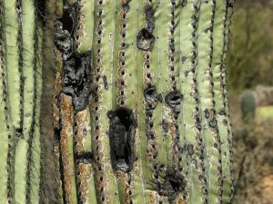 Lire la suite à propos de l’article Traitement des cactus pourris – Causes de la pourriture des tiges des cactus