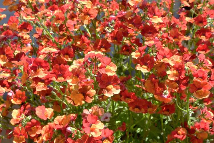 You are currently viewing Nemesia Winter Care – Nemesia poussera-t-il en hiver