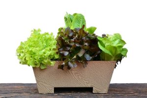 Lire la suite à propos de l’article Cultiver un jardin en saladier : apprenez à faire pousser des légumes verts dans un pot