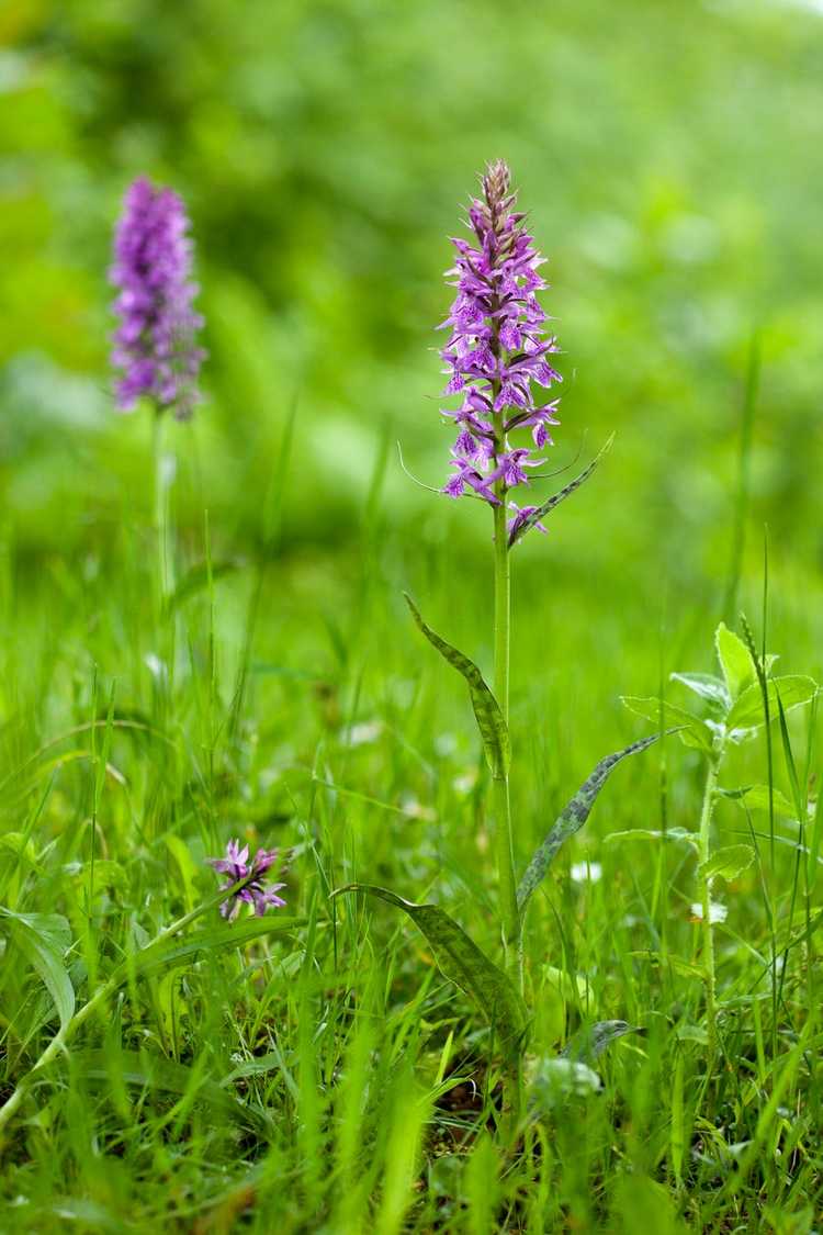 You are currently viewing Qu'est-ce que Salep : En savoir plus sur les plantes d'orchidées Salep