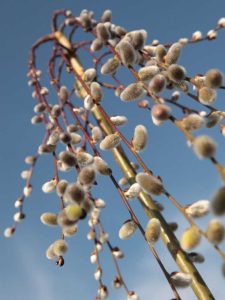 Lire la suite à propos de l’article Entretien du saule pleureur : conseils pour faire pousser des saules pleureurs