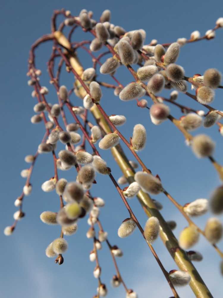 You are currently viewing Entretien du saule pleureur : conseils pour faire pousser des saules pleureurs