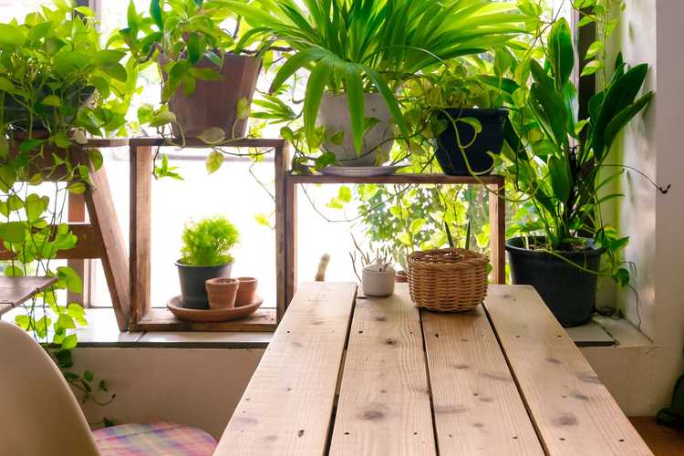 Lire la suite à propos de l’article Comment faire un jardin intérieur : idées de bricolage pour une salle de jardin intérieure