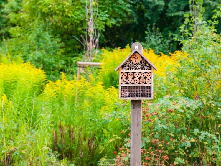 You are currently viewing Transformez votre jardin en sanctuaire d’abeilles