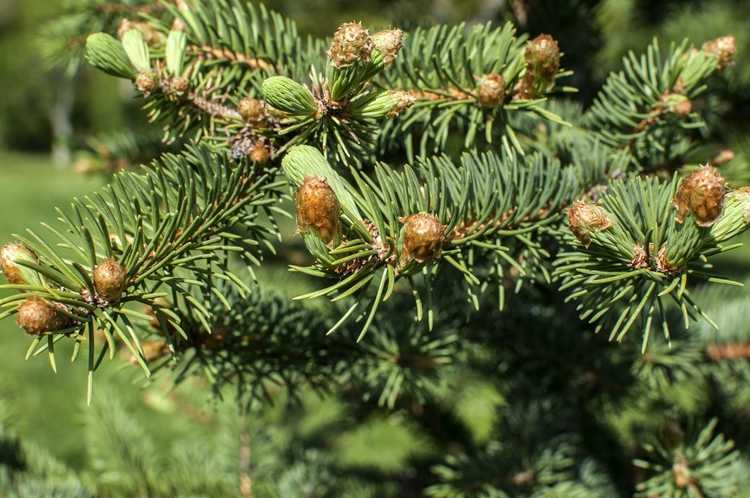 You are currently viewing Faits sur le sapin blanc: Qu'est-ce qu'un sapin Concolor