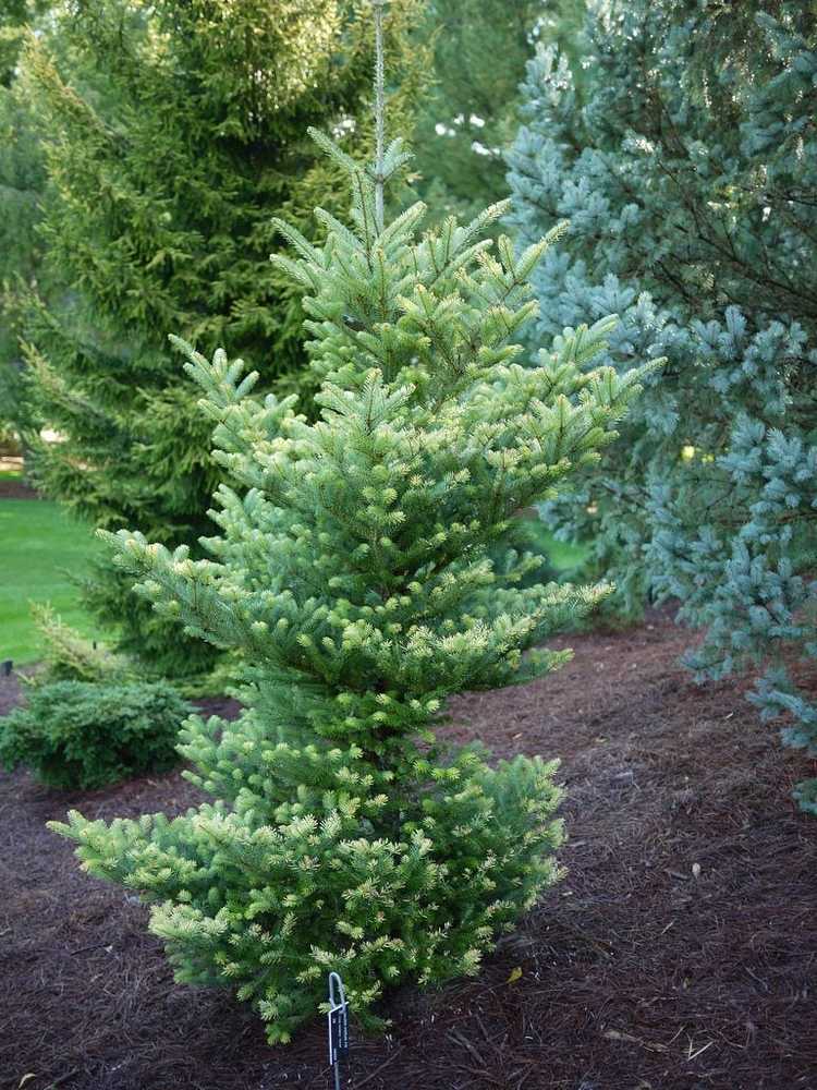 You are currently viewing Soins du sapin coréen doré – En savoir plus sur les sapins coréens dorés dans les jardins