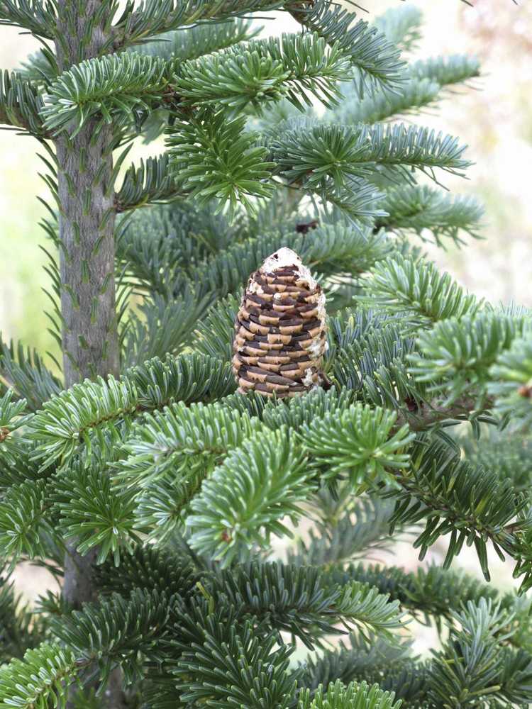 You are currently viewing Entretien du sapin Fraser : comment faire pousser un sapin Fraser