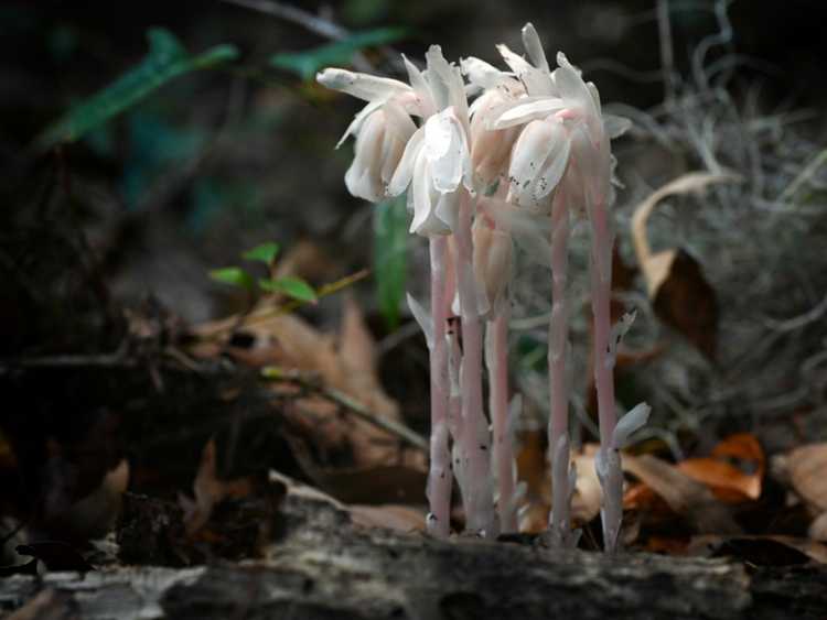 You are currently viewing Qu'est-ce qu'un saprophyte et de quoi se nourrissent les saprophytes