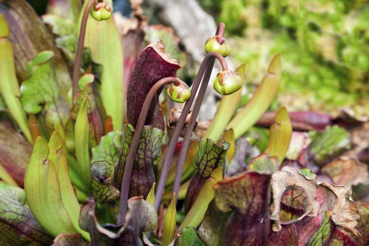 You are currently viewing Taille des plantes à sarracénie : Guide pour la taille d'une plante à sarrasin