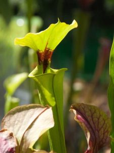 Lire la suite à propos de l’article Engrais pour plantes à pichet : quand et comment fertiliser une plante à pichet