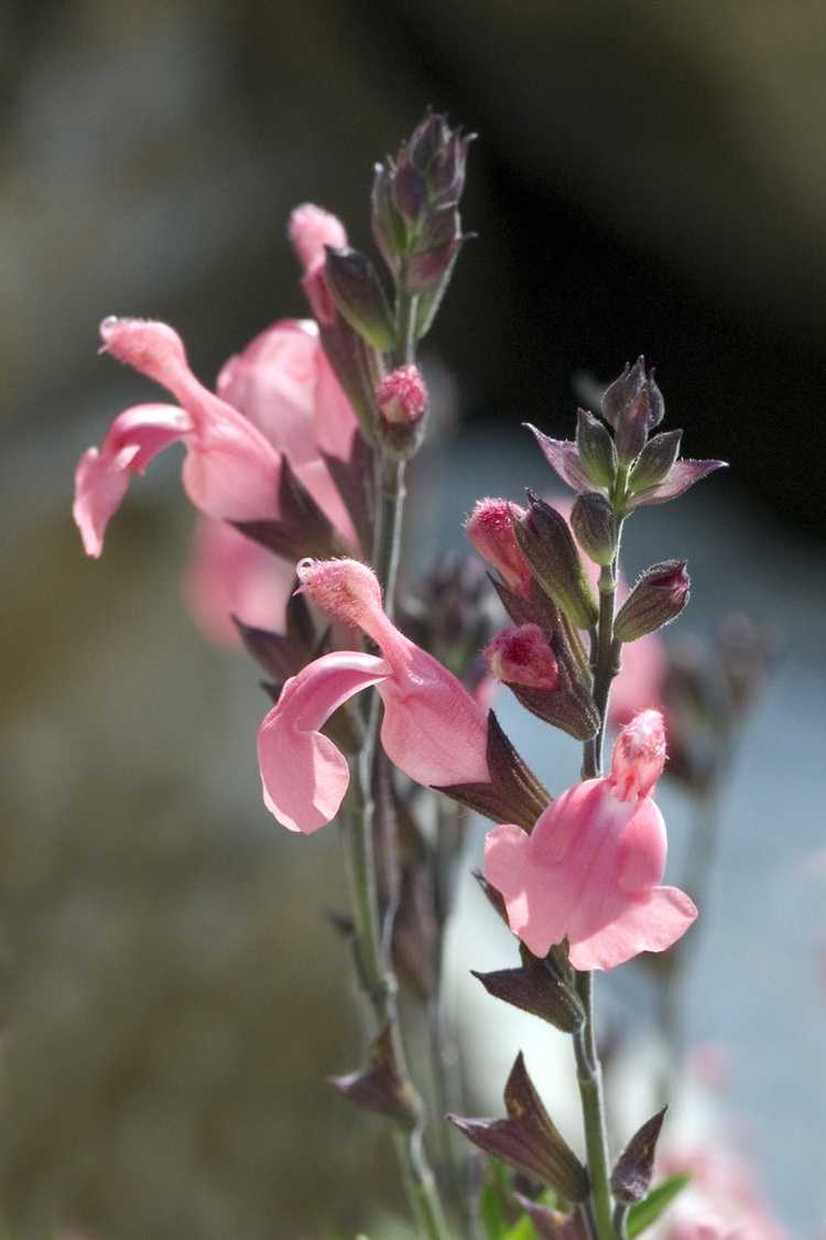 You are currently viewing Soins de la sauge d'automne: cultiver une plante de sauge d'automne dans le jardin