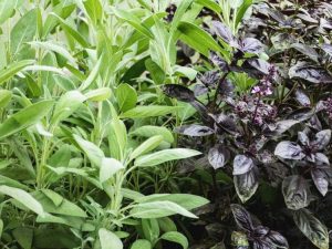 Lire la suite à propos de l’article Meilleures plantes compagnes de sauge dans le jardin