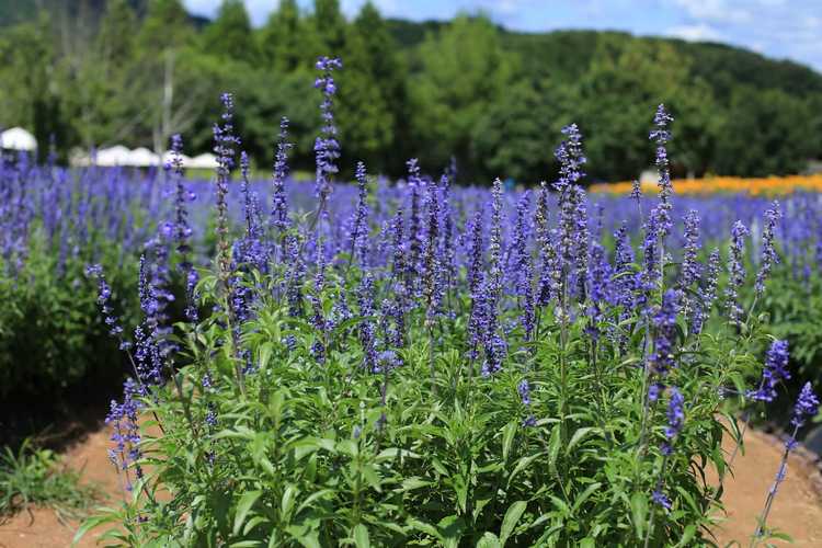 You are currently viewing Qu'est-ce que Mealycup Sage : informations sur la salvia bleue et conditions de croissance