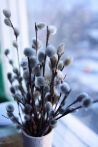 Lire la suite à propos de l’article Forçage de la floraison hivernale : conseils pour forcer les arbustes à fleurir en hiver