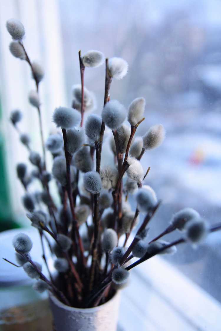 Lire la suite à propos de l’article Forçage de la floraison hivernale : conseils pour forcer les arbustes à fleurir en hiver