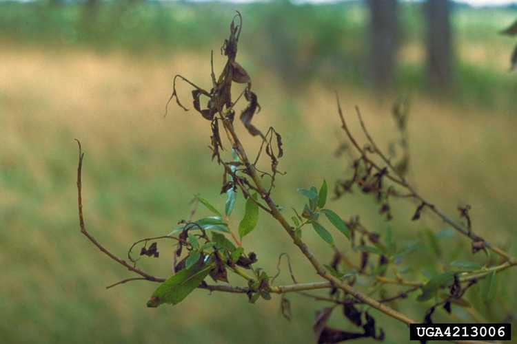 You are currently viewing Qu'est-ce que la maladie de la gale du saule – Apprenez à traiter la maladie de la gale du saule