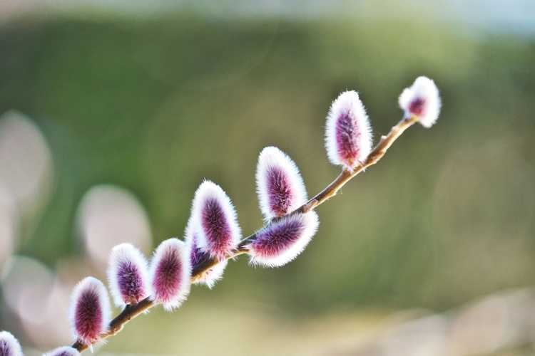 You are currently viewing Informations sur le saule japonais – Comment faire pousser un saule japonais