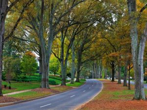 Lire la suite à propos de l’article Entretien du chêne-saule – Comment faire pousser un chêne-saule