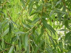 Lire la suite à propos de l’article Informations sur le saule doré – Comment faire pousser un saule doré