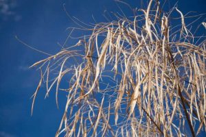 Lire la suite à propos de l’article Germination des graines de saule du désert – Quand planter des graines de saule du désert