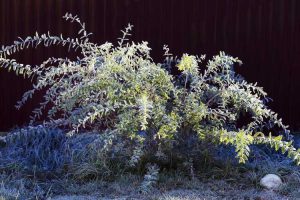 Lire la suite à propos de l’article Taille d'un saule pommelé – Comment tailler les arbustes de saule pommelé