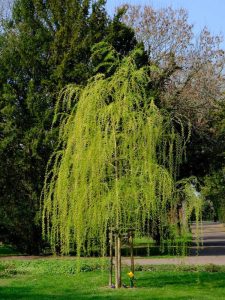 Lire la suite à propos de l’article Variétés de saules – Types de saules à cultiver dans le paysage