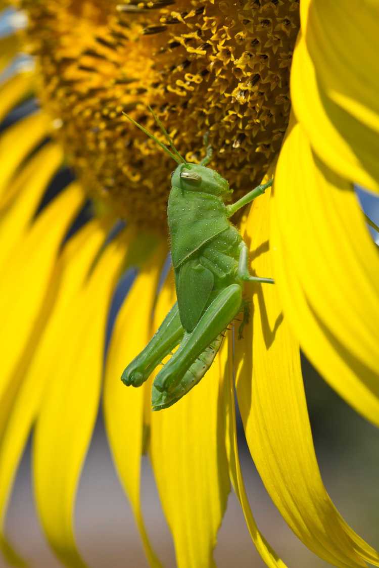 You are currently viewing En savoir plus sur les problèmes de tournesol