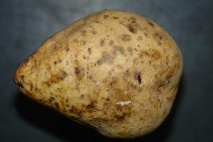 Lire la suite à propos de l’article Informations sur la gale des patates douces : Traiter les patates douces avec la gale