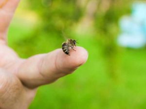 Lire la suite à propos de l’article Soins personnels contre les piqûres d'abeilles : traitement des piqûres d'abeilles et de guêpes à la maison