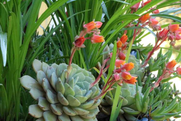 You are currently viewing Southern Succulent Garden – Quand planter des plantes succulentes dans le sud-est des États-Unis