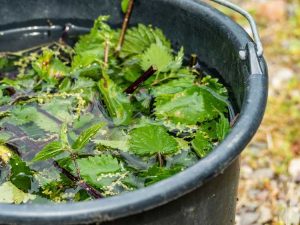 Lire la suite à propos de l’article Engrais pour jardin d'orties : informations sur la fabrication et l'utilisation des orties comme engrais