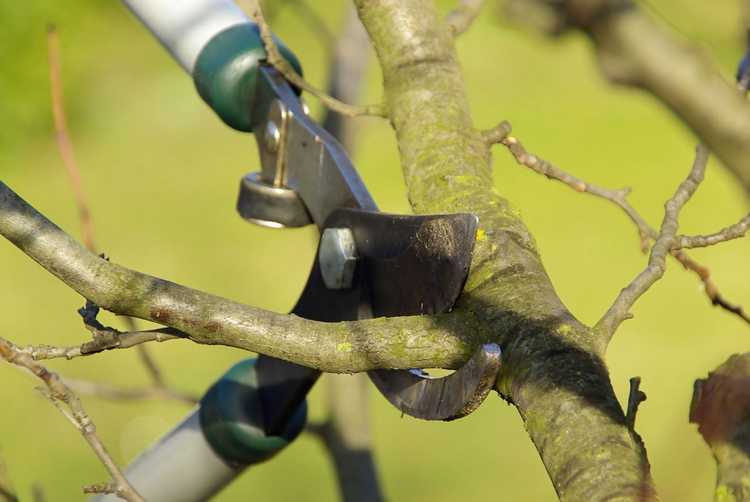 You are currently viewing Que sont les coupes éclaircies : comment utiliser les coupes éclaircies sur les arbres ou les arbustes