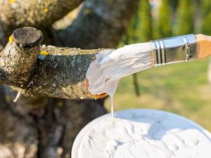 Lire la suite à propos de l’article Faut-il sceller une blessure d’arbre ?