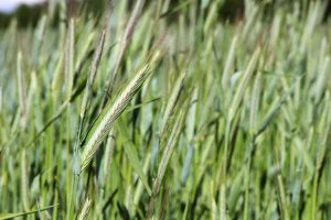 Lire la suite à propos de l’article Informations sur les céréales et le seigle : apprenez à cultiver des grains de seigle à la maison