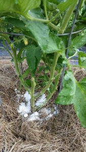 Lire la suite à propos de l’article Sel d'Epsom et parasites du jardin – Comment utiliser le sel d'Epsom pour lutter contre les parasites