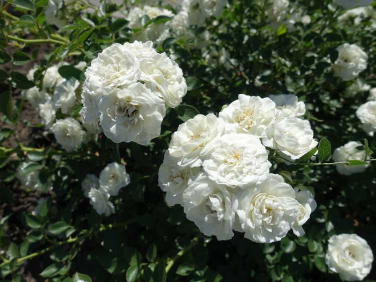 Lire la suite à propos de l’article Engrais au sel d'Epsom pour les roses : devriez-vous utiliser du sel d'Epsom pour les rosiers