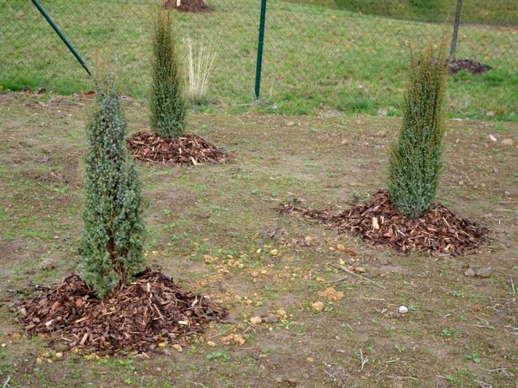 You are currently viewing Plantes de genévrier Skyrocket: Apprenez à faire pousser un buisson de genévrier Skyrocket