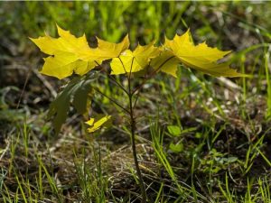 Lire la suite à propos de l’article Comment se débarrasser des pousses d'arbres dans la cour provenant des arbres à proximité