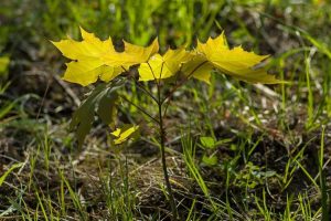 Lire la suite à propos de l’article Arrêter les arbres volontaires – Gérer les semis d’arbres indésirables