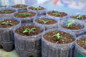 Lire la suite à propos de l’article Préparation des graines d'aubergines : conseils pour cultiver des graines d'aubergines