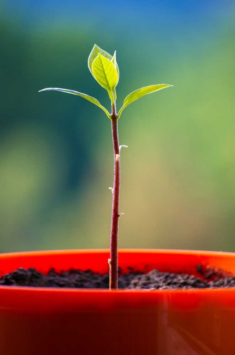 Lire la suite à propos de l’article Phytophthora Blight Control – Traiter les semis d'avocat avec la brûlure