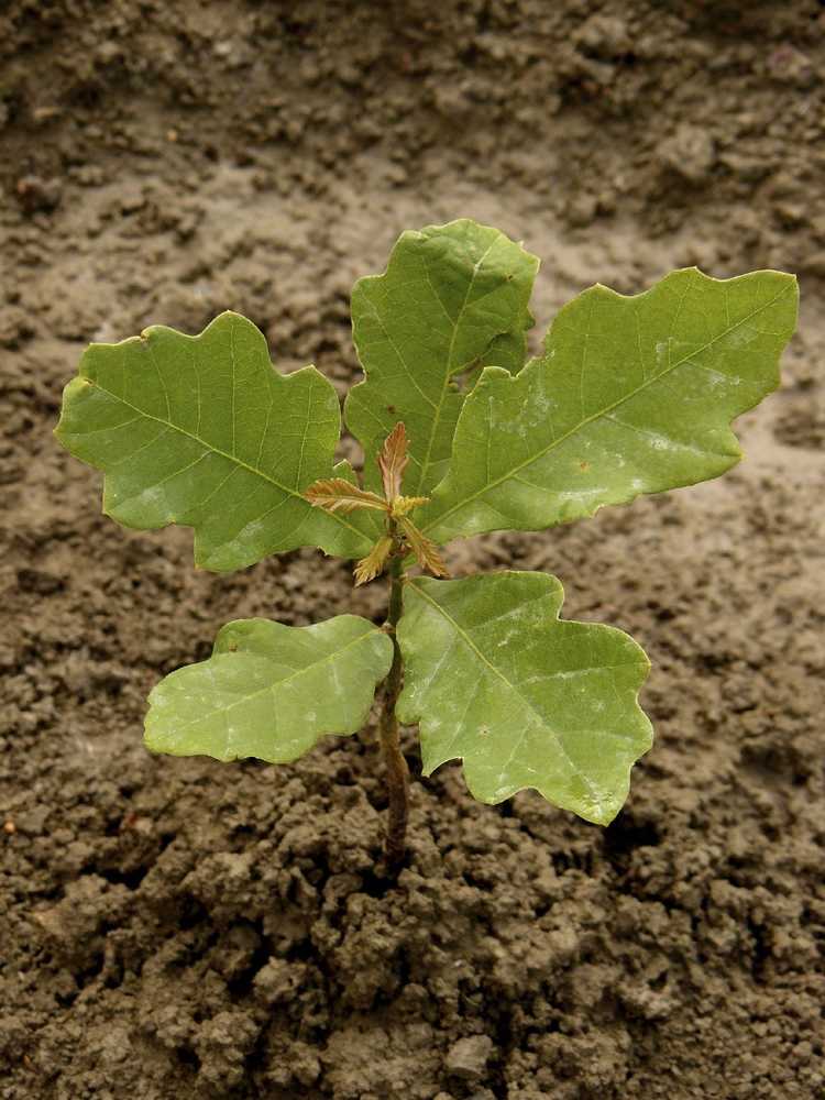 You are currently viewing Propagation des chênes – Apprenez à faire pousser un chêne